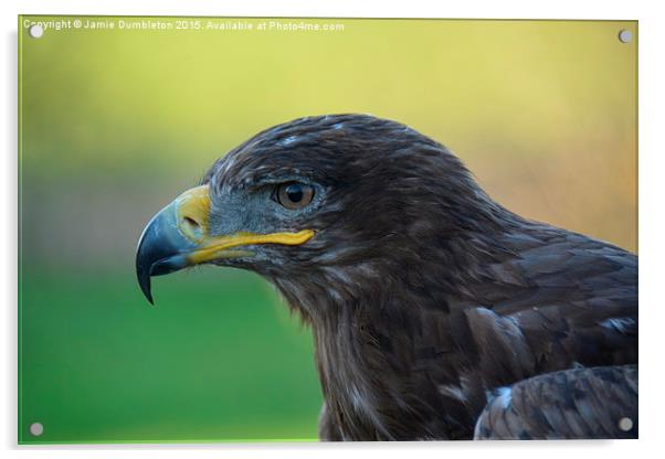  Russian Steppe Eagle.  Acrylic by Jamie Dumbleton