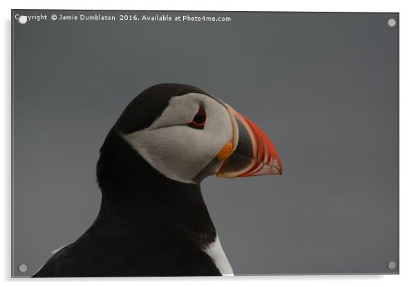 Portrait of a Puffin         Acrylic by Jamie Dumbleton