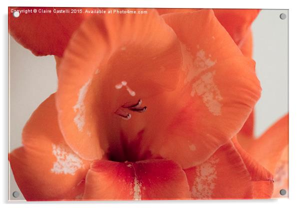  Single Gladiola Acrylic by Claire Castelli