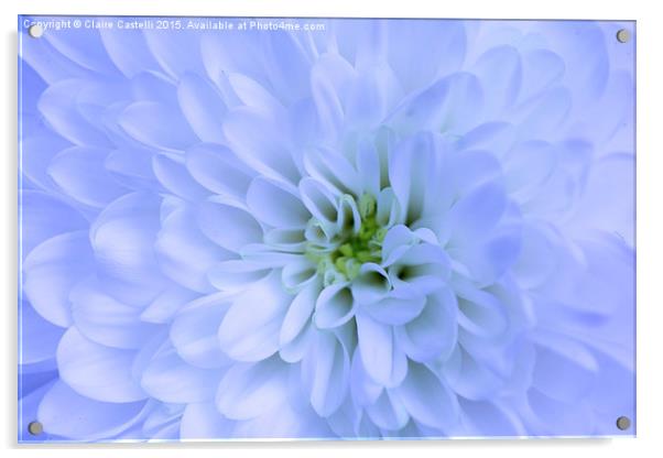 Chrysanthemum  Acrylic by Claire Castelli