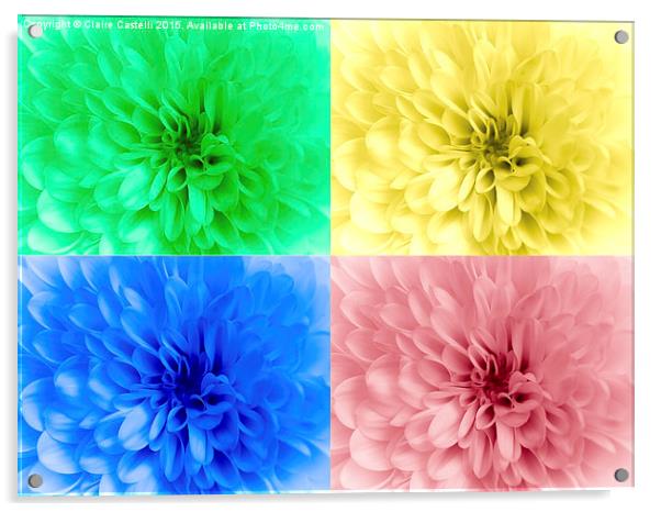  Multicoloured chrysanthemums Acrylic by Claire Castelli