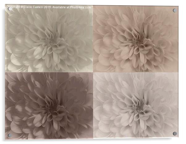  Neutral Chrysanthemums Acrylic by Claire Castelli