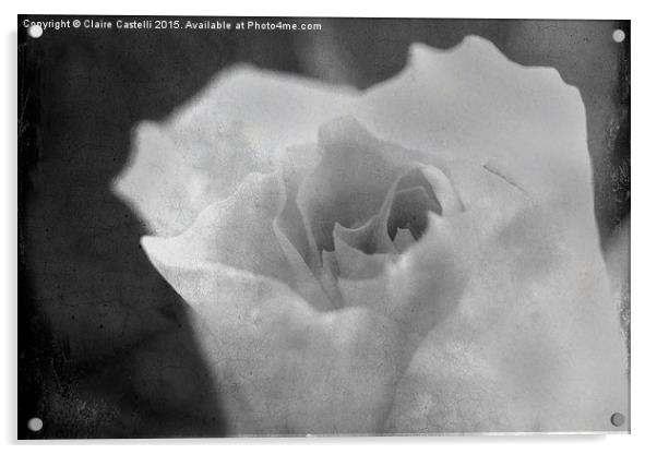  black and white rose Acrylic by Claire Castelli