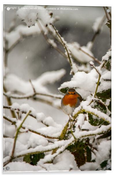 Robin redbreast sitting on a snow covered branch Acrylic by Claire Castelli