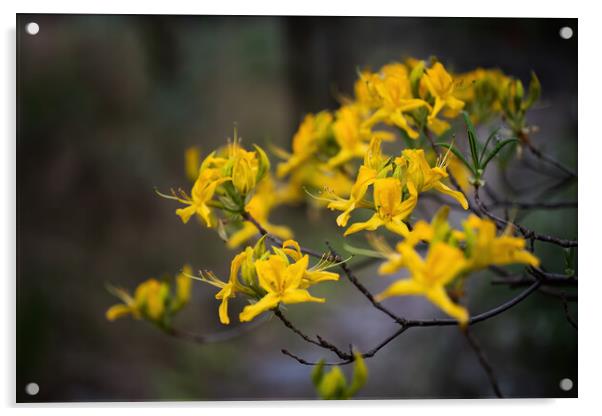 Rhododendron Luteum Blooming Yellow Flowers Acrylic by Artur Bogacki