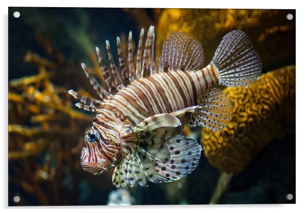 Red Lionfish Venomous Coral Reef Fish Acrylic by Artur Bogacki