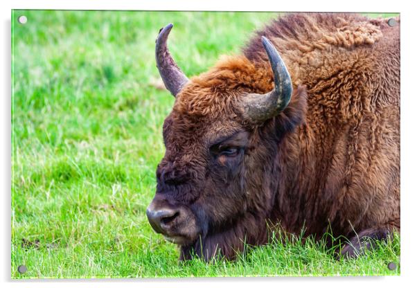 European Bison Portrait Acrylic by Artur Bogacki