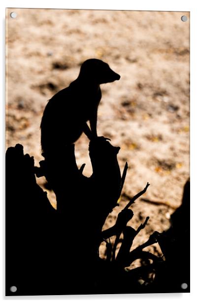 Meerkat Sentry Silhouette Acrylic by Artur Bogacki