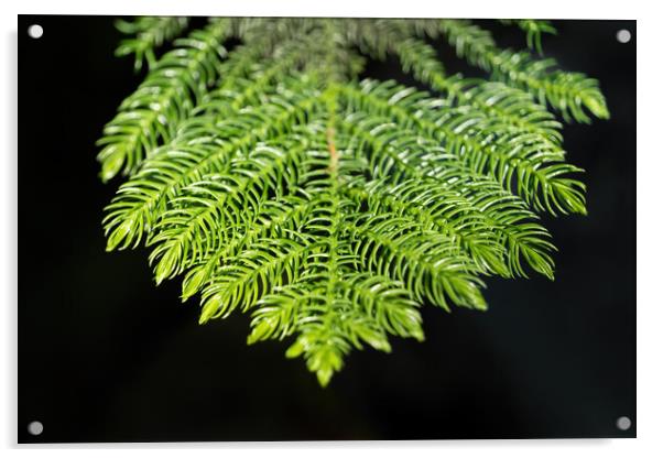 Norfolk Pine Tree Needles Acrylic by Artur Bogacki