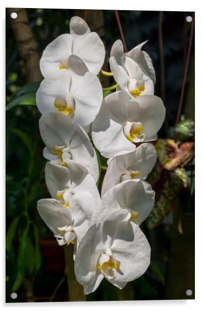 White Moth Orchid Flowers Acrylic by Artur Bogacki