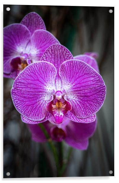Phalaenopsis Orchid Purple Flower Acrylic by Artur Bogacki