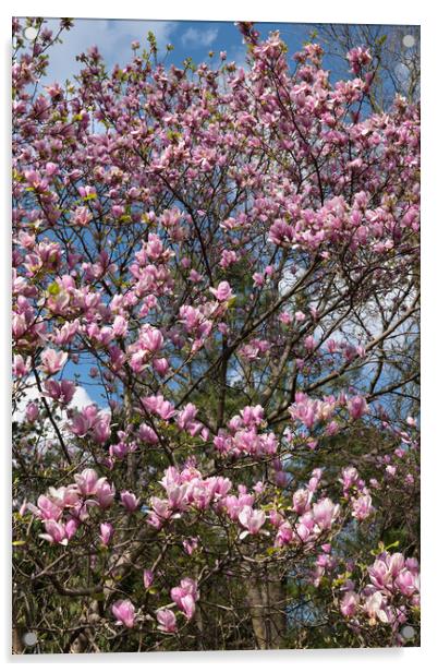 Magnolia Flowers In Spring Acrylic by Artur Bogacki