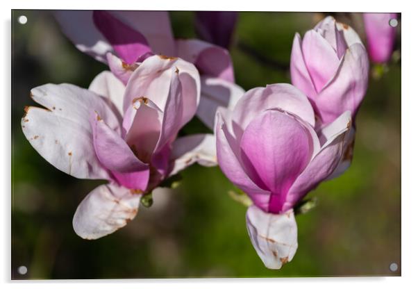 Magnolia Soulangeana Burgundy Flowers Acrylic by Artur Bogacki