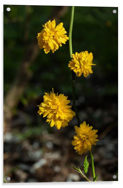 Kerria Japonica Pleniflora Yellow Flowers Acrylic by Artur Bogacki