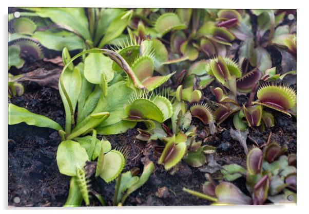 Dionaea Muscipula Venus Flytrap Carnivorous Plant Acrylic by Artur Bogacki