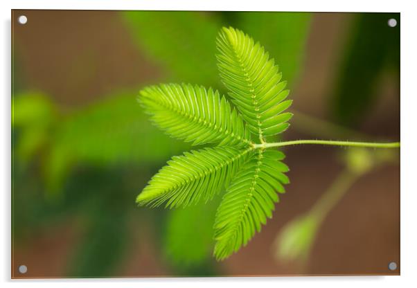 Mimosa Pudica Sensitive Plant Acrylic by Artur Bogacki