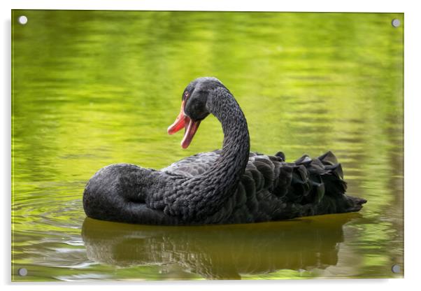 Black Swan In The Lake Acrylic by Artur Bogacki