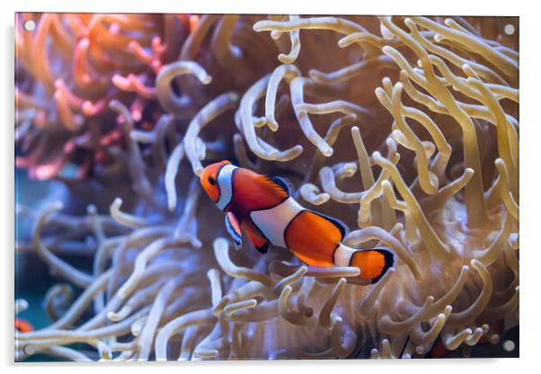 Peacock Clownfish In Anemone Tentacles Acrylic by Artur Bogacki