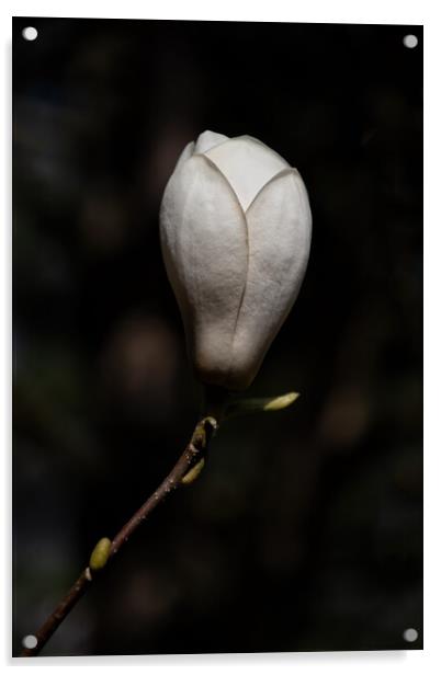 Magnolia Soulangeana Lennei Alba Flower Acrylic by Artur Bogacki
