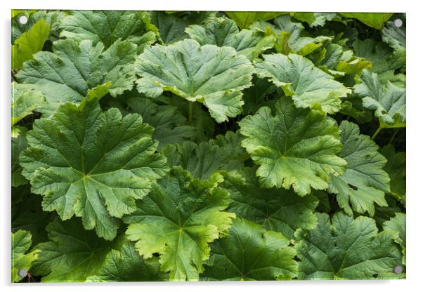 Darmera Peltata Peltiphyllum Peltatum Leaves Acrylic by Artur Bogacki