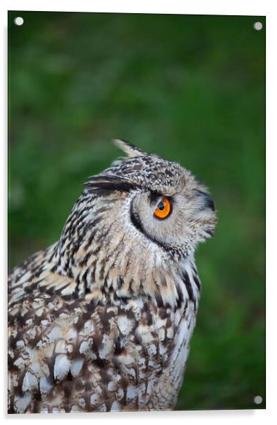 Indian Eagle Owl Acrylic by Artur Bogacki
