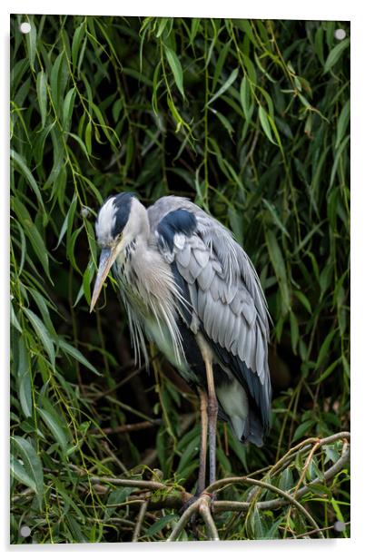 Grey Heron In The Tree Acrylic by Artur Bogacki