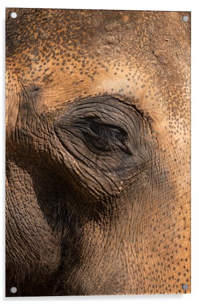 Asian Elephant Eye And Skin Details Acrylic by Artur Bogacki
