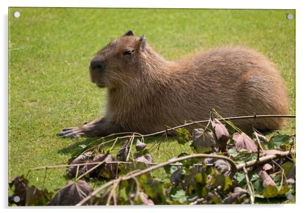 Capybara Hydrochoerus Hydrochaeris Acrylic by Artur Bogacki