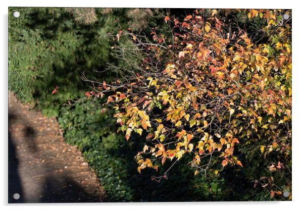 Sunlit Tree Twigs With Autumn Leaves Acrylic by Artur Bogacki