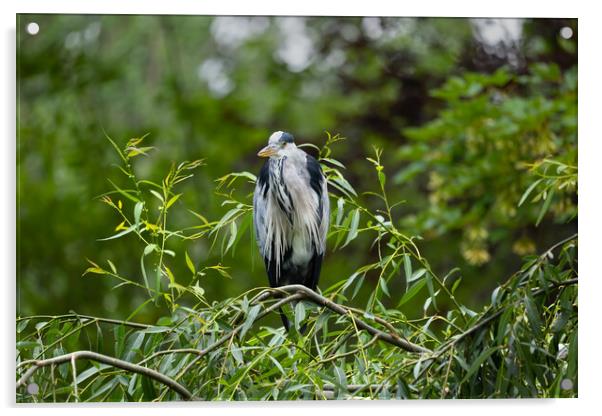 Grey Heron Bird On Tree Branch Acrylic by Artur Bogacki