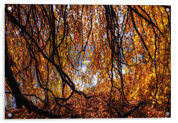 Old Lakeside Tree With Golden Autumn Sunlight Acrylic by Artur Bogacki