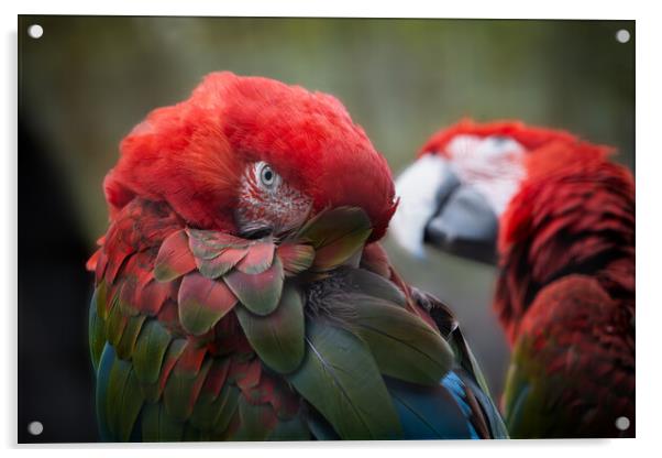 Green-winged Macaw Acrylic by Artur Bogacki