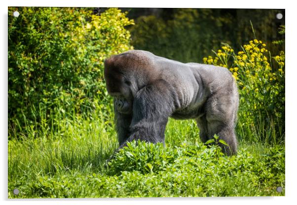 Western Lowland Gorilla Silverback  Acrylic by Artur Bogacki