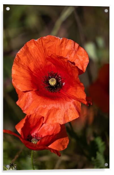 Red Poppy Flower In Bloom Acrylic by Artur Bogacki