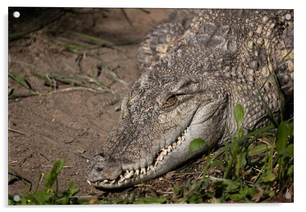 The Siamese Freshwater Crocodile Head Acrylic by Artur Bogacki