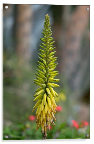 Aloe Vera Flower Acrylic by Artur Bogacki