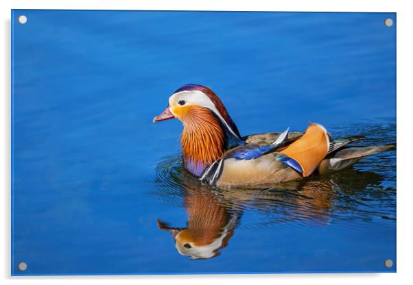 Mandarin Duck Swimming In Lake Acrylic by Artur Bogacki