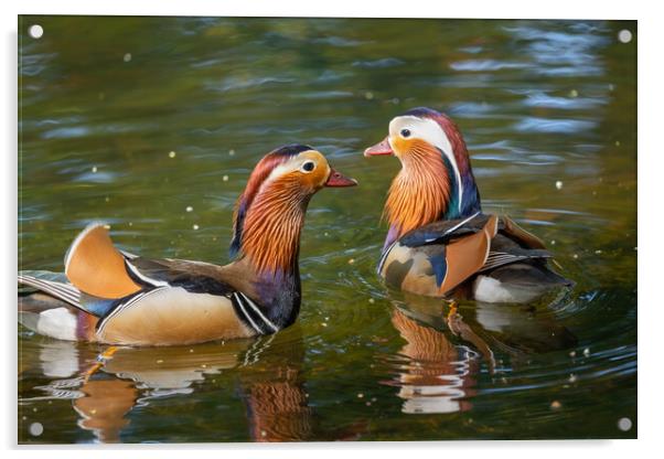 Mandarin Ducks In The Lake Acrylic by Artur Bogacki