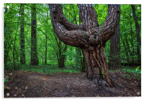 Old Pine Tree In Trident Shape Acrylic by Artur Bogacki