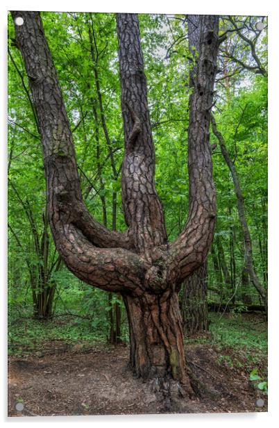 Old Triple Pine Tree In Trident Shape Acrylic by Artur Bogacki