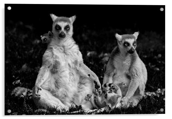 Lemur Catta Family Acrylic by Artur Bogacki