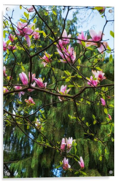 Blooming Magnolia Soulangeana Burgundy Flowers Acrylic by Artur Bogacki