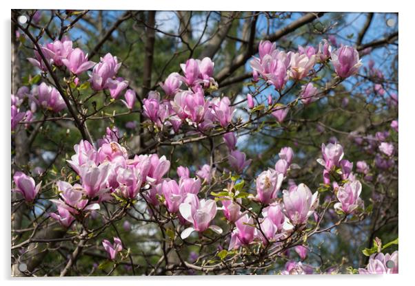 Magnolia Flowers Blooming Acrylic by Artur Bogacki