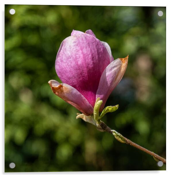 Magnolia Soulangeana Burgundy Flower Acrylic by Artur Bogacki