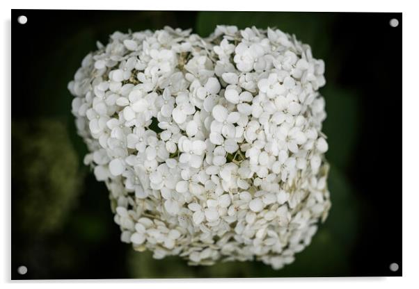 Hydrangea Arborescens White Flowers Acrylic by Artur Bogacki