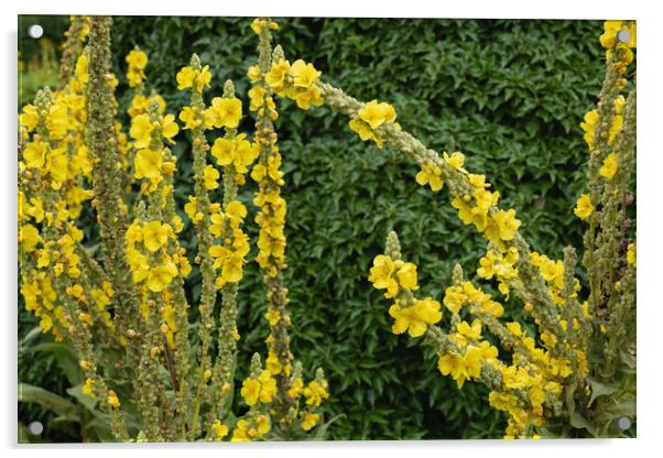 Denseflower Mullein Yellow Flowers Acrylic by Artur Bogacki