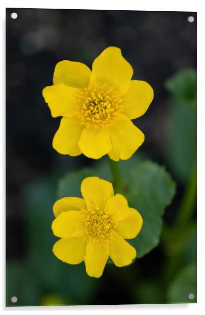 Caltha Palustris Kingcup Yellow Flower Acrylic by Artur Bogacki