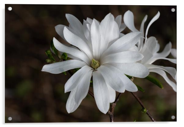 Star Magnolia White Flower Acrylic by Artur Bogacki