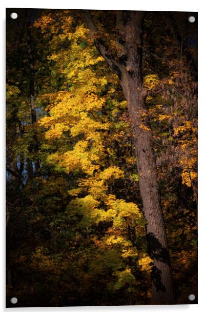 Sunset Tree In Autumn Forest Acrylic by Artur Bogacki