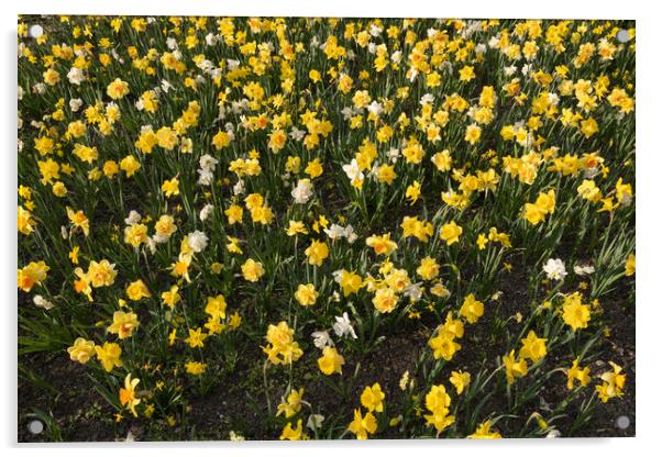 Narcissus Daffodil Blooming Flowers Field Acrylic by Artur Bogacki